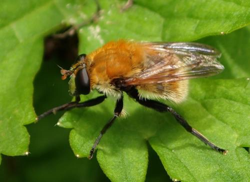 Réf. 209 778 : Criorhina berberina